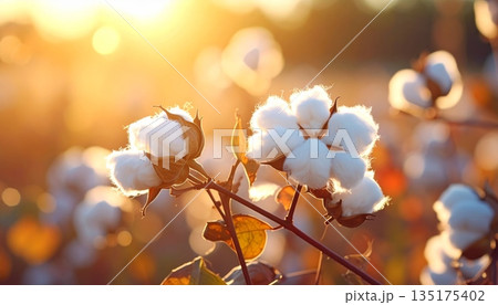 A close-up image of a cotton pod on a branch. 135175402