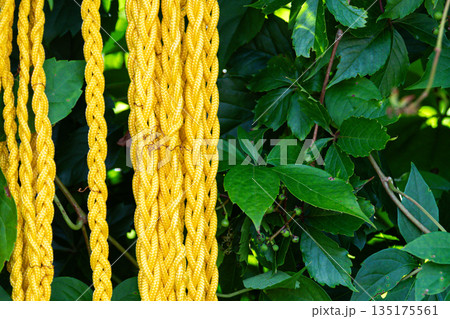 Yellow braided rope is draped against rich green foliage in a sunny garden setting. Yellow braided rope is draped against rich green foliage in a sunny garden setting. 135175561