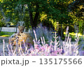 Fountain surrounded by blooming lavender in a sunny park setting 135175566