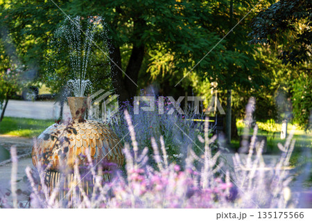 Fountain surrounded by blooming lavender in a sunny park setting 135175566