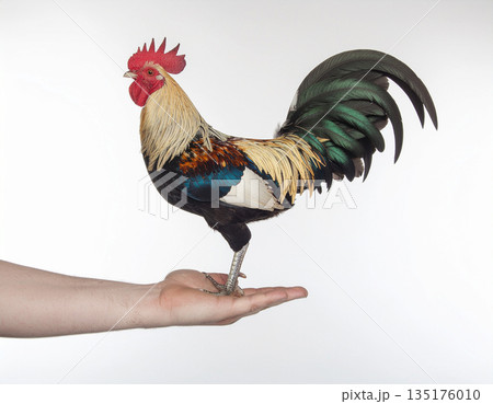 a rooster in the palm of your hand 135176010