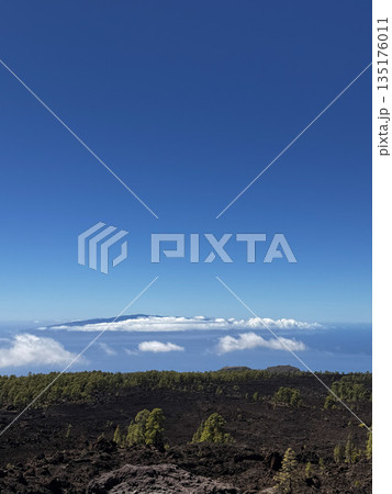 Elevated view over pine forest and sea of clouds with distant peaks and horizon line in Tenerife. 135176011