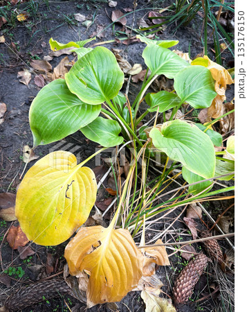 Hosta plant with green and yellow leaves in a garden setting. 135176150