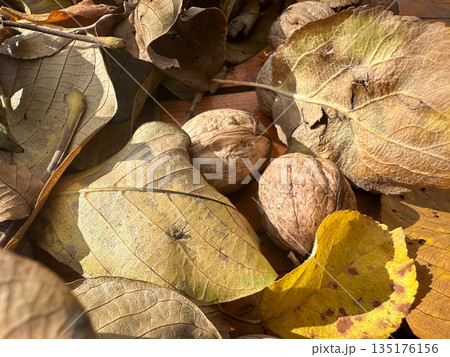 Walnuts and dry leaves Walnuts and dry leaves 135176156