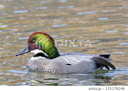 緑色が鮮やかなヨシガモの雄 135176246