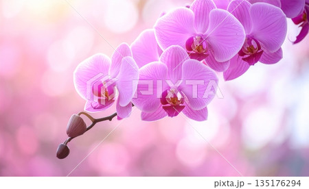 A close-up image of a beautiful pink orchid reveals its tropical beauty and vibrant colors. 135176294