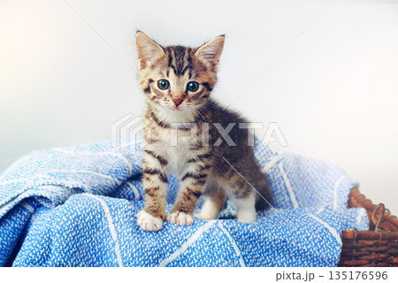 Pet, little kitten with blanket and in a basket in a white background at home after adoption, foster from shelter. Animal care, indoors and adorable or cute, young cat isolated on sheet with a bed 135176596