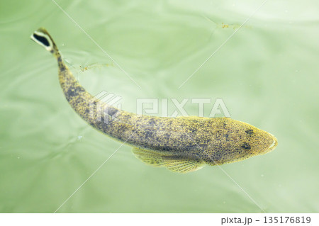 水面近くを泳ぐマゴチ 135176819