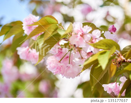 Cherry blossoms and honeybee in full bloom in spring 135177037