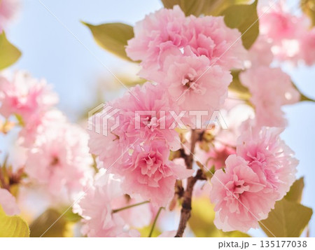 Cherry blossoms and honeybee in full bloom in spring 135177038