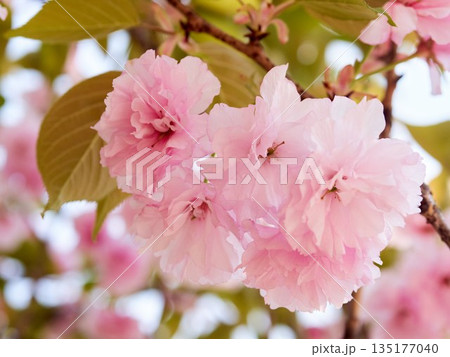 Cherry blossoms and honeybee in full bloom in spring 135177040