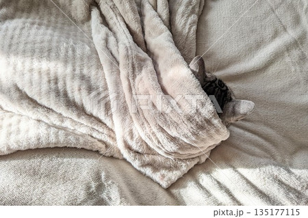 毛布にくるまる猫 135177115