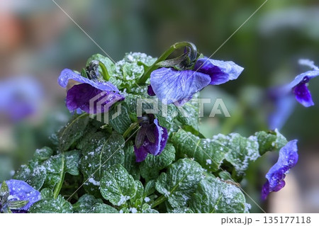 初冬のビオラ 135177118