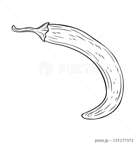 Monochrome botanical spicy hot chilli pepper. Graphic hand drawn ink black and white vector Monochrome botanical spicy hot chilli pepper. Graphic hand drawn ink black and white vector 135177372