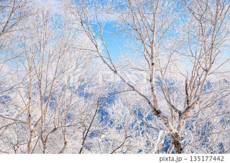 厳冬期の赤城山・霧氷の稜線(冬景色) 厳冬期の赤城山・霧氷の稜線(冬景色) 135177442
