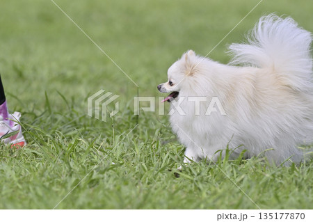ドッグランで遊ぶ笑顔がかわいいポメラニアン 135177870