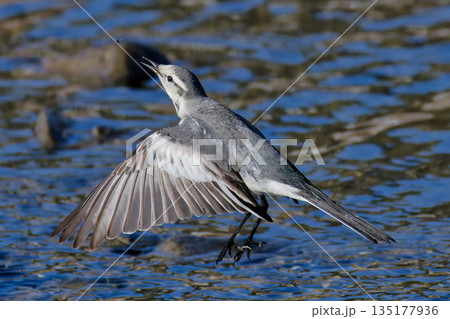 ジャンピングキャッチするハクセキレイ 135177936