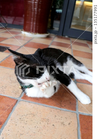 猫 ねこ ネコ 135177991