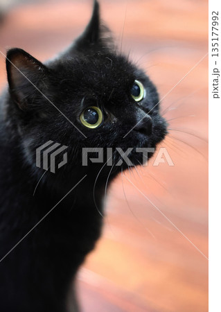 黒猫 クロネコ くろねこ 135177992