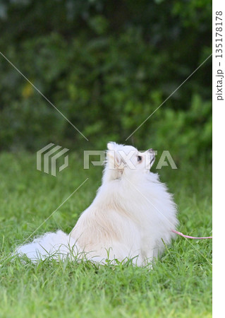 かわいいポメラニアン かわいいポメラニアン 135178178