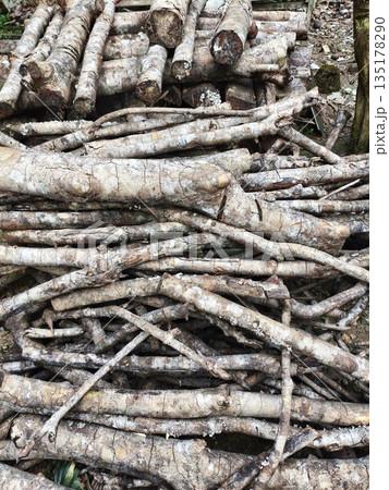 cut the felled wood and then arrange it 135178290