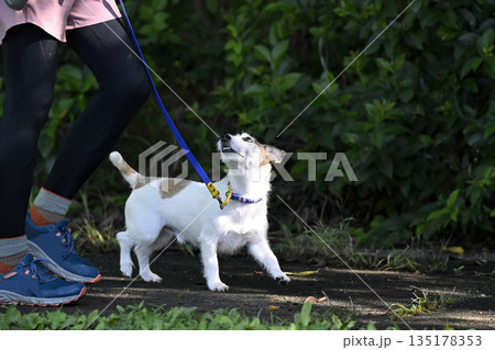 愛犬とお散歩する女性 ジャックラッセルテリア 愛犬とお散歩する女性 ジャックラッセルテリア 135178353