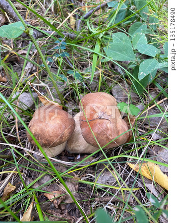 Two mushrooms are on the ground 135178490