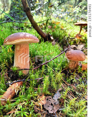 Two mushrooms are on the ground Two mushrooms are on the ground 135178491