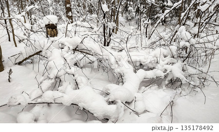 A snow-covered forest with many branches on the ground. 135178492