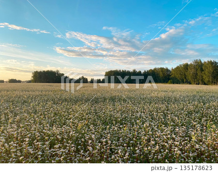 In the foreground is a field of blooming buckwheat. 135178623