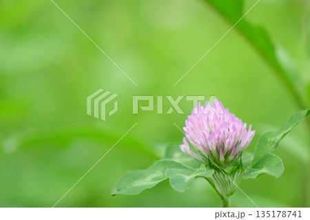 緑の背景に咲くシロツメクサの花 135178741