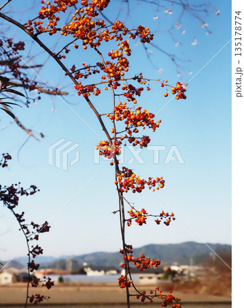日ざしを浴びたツルウメモドキの赤い実（師走の青空と蔓梅擬） 135178774