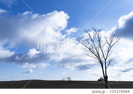 冬空と雲と木立 冬空と雲と木立 135178884