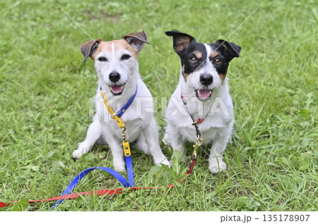 笑顔が可愛い2匹の犬 ジャックラッセルテリア 笑顔が可愛い2匹の犬 ジャックラッセルテリア 135178907