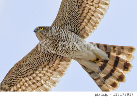 空を飛ぶハイタカの若鳥 空を飛ぶハイタカの若鳥 135178917