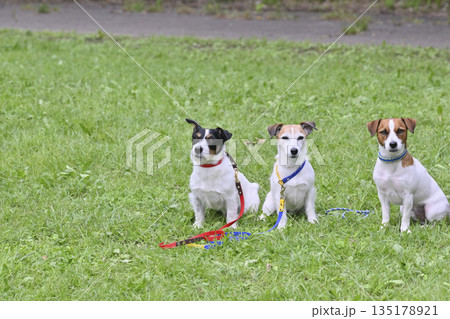 笑顔が可愛い3匹の犬 ジャックラッセルテリア 笑顔が可愛い3匹の犬 ジャックラッセルテリア 135178921