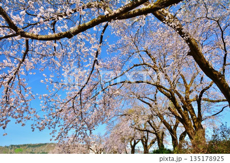 満開の新潟県小千谷山本山高原の桜 満開の新潟県小千谷山本山高原の桜 135178925
