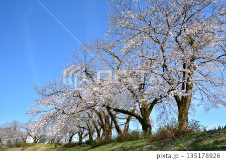 満開の新潟県小千谷山本山高原の桜 135178926