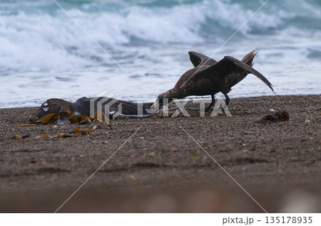 Giant Petrel , Peninsula Valdes, Unesco World heritage site, Chubut Province, Patagonia, Argentina. 135178935
