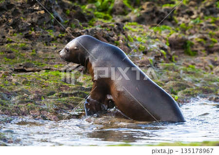 Sea Lions on beach, Peninsula Valdes, Sea Lions on beach, Peninsula Valdes, 135178967