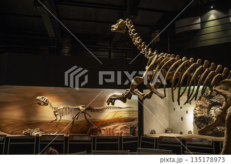 Fossil skull of extinct , Titanosaurus Australis,  Patagonia, Argentina. 135178973