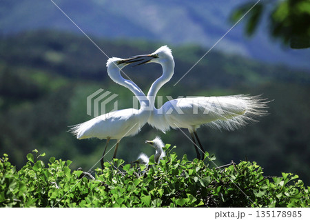 The love of a white heron couple raising their chicks. The love of a white heron couple raising their chicks. 135178985