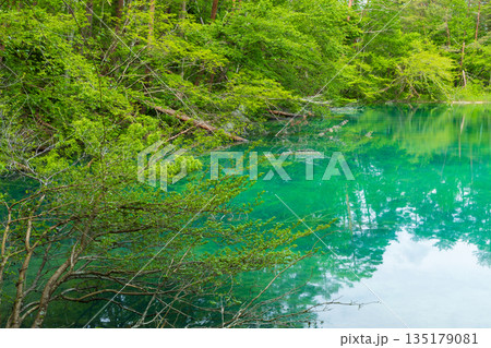 初夏の福島裏磐梯　新緑の五色沼湖沼群　青沼 135179081