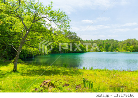 初夏の福島裏磐梯　新緑の五色沼湖沼群　毘沙門沼 135179166