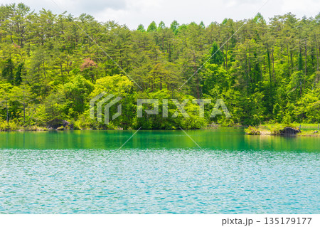 初夏の福島裏磐梯　新緑の五色沼湖沼群　毘沙門沼 135179177
