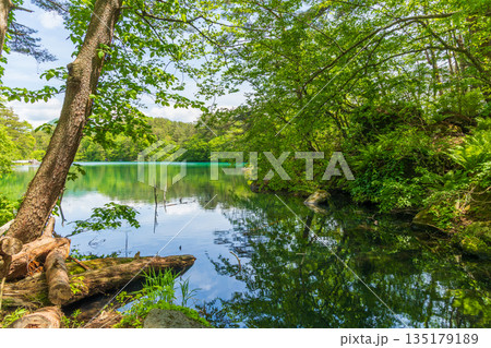 初夏の福島裏磐梯　新緑の五色沼湖沼群　毘沙門沼 135179189
