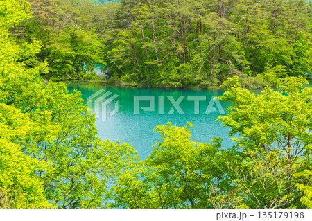 初夏の福島裏磐梯　新緑の五色沼湖沼群　毘沙門沼 135179198
