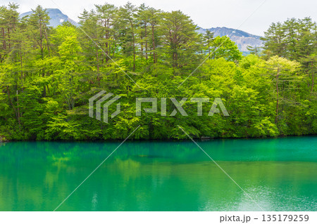 初夏の福島裏磐梯 新緑の五色沼湖沼群 毘沙門沼 初夏の福島裏磐梯 新緑の五色沼湖沼群 毘沙門沼 135179259