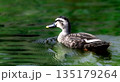 池で泳ぐカルガモ 135179264