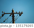 青空に映える電柱に立つオナガ 135179265
